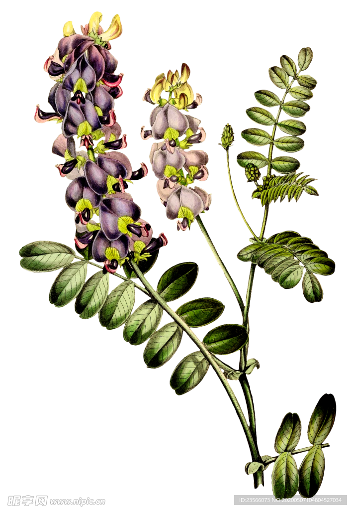 复古花朵植物图案