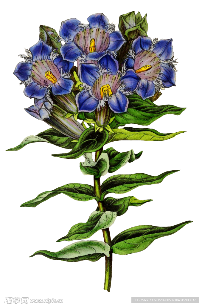 复古花朵植物图案