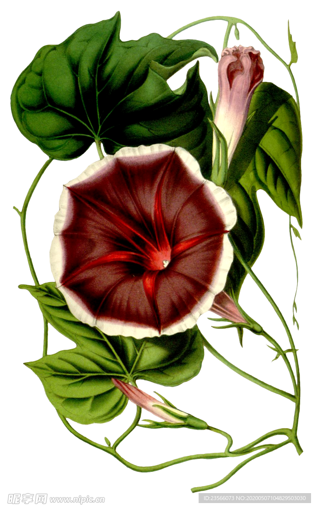 复古花朵植物图案