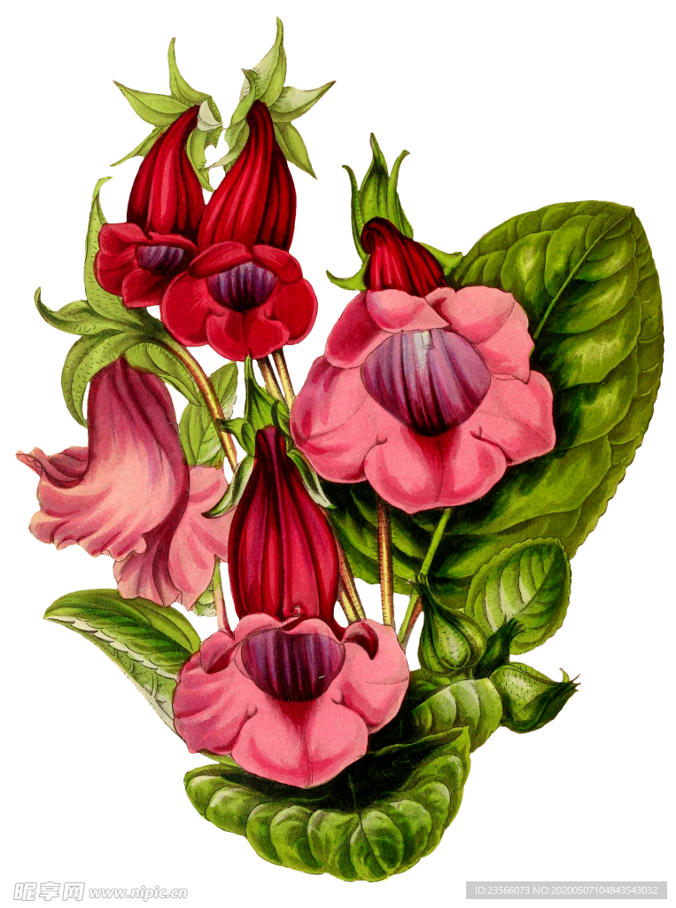 复古花朵植物图案