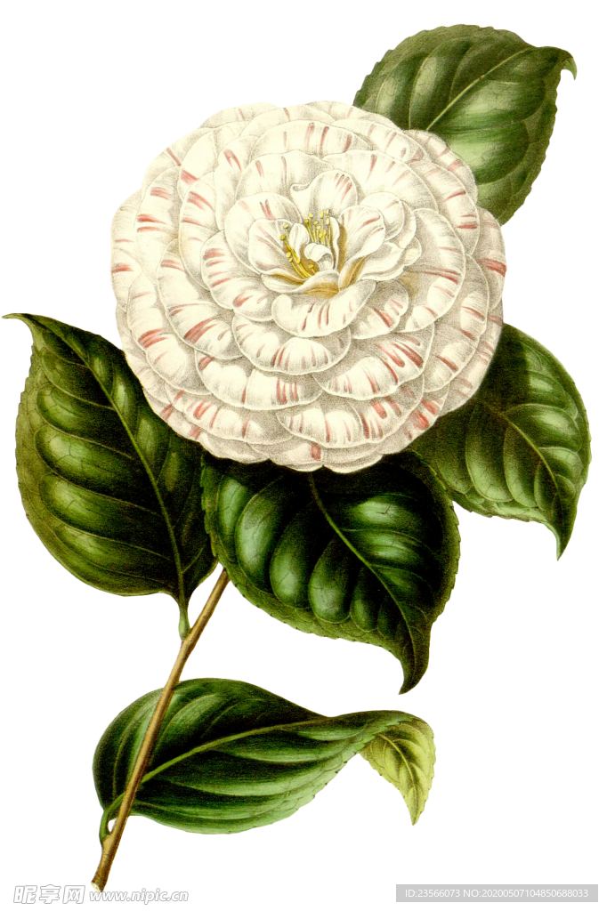 复古花朵植物图案