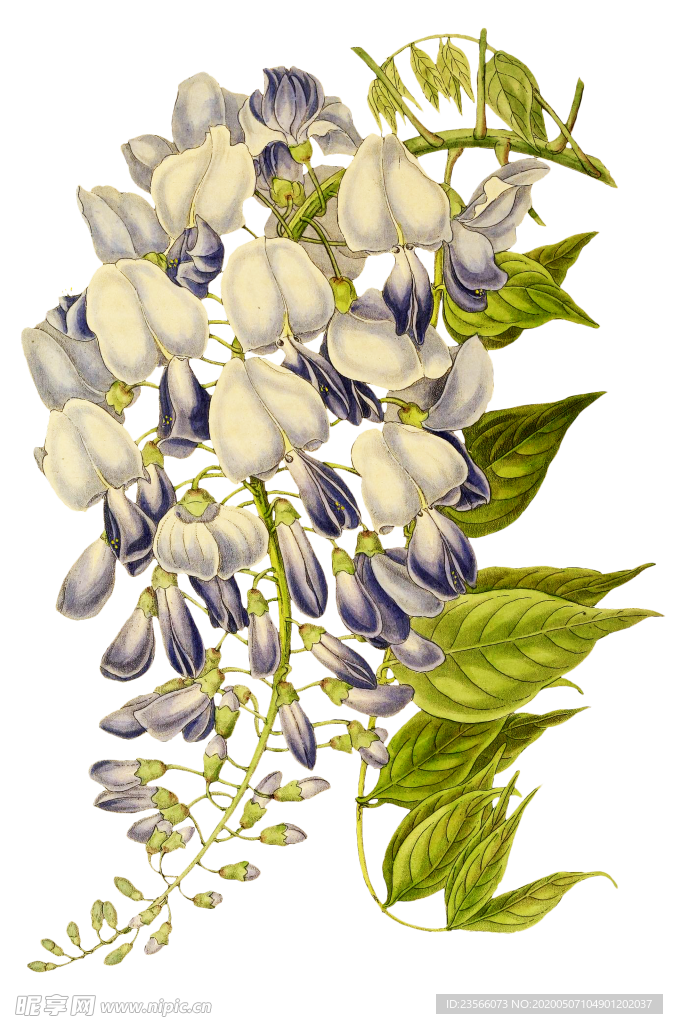 复古花朵植物图案