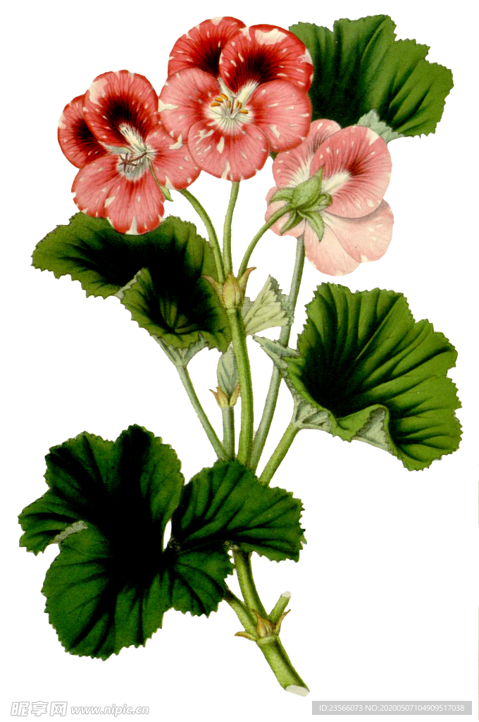 复古花朵植物图案