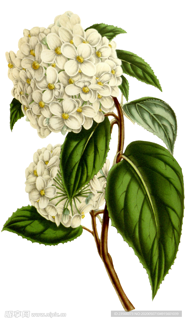 复古花朵植物图案