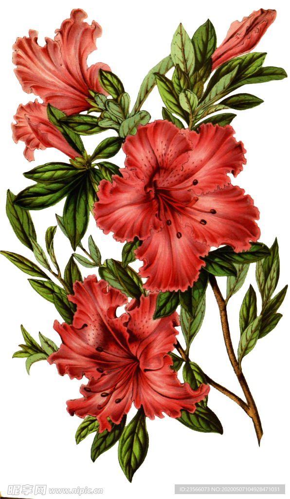 复古花朵植物图案