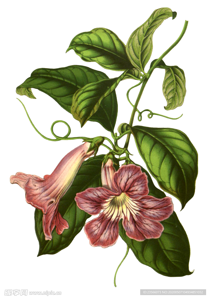 复古花朵植物图案