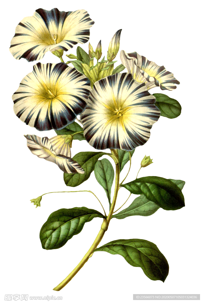 复古花朵植物图案