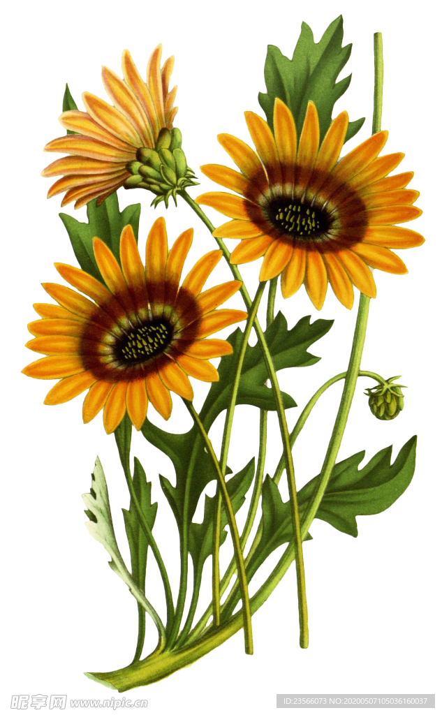 复古花朵植物图案