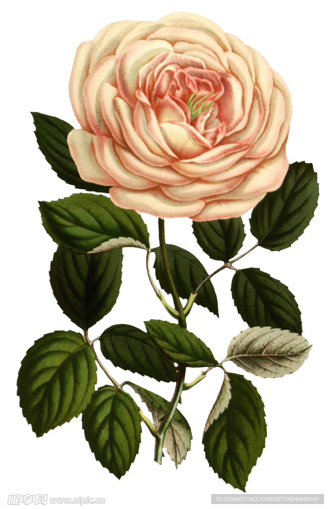 复古花朵植物图案