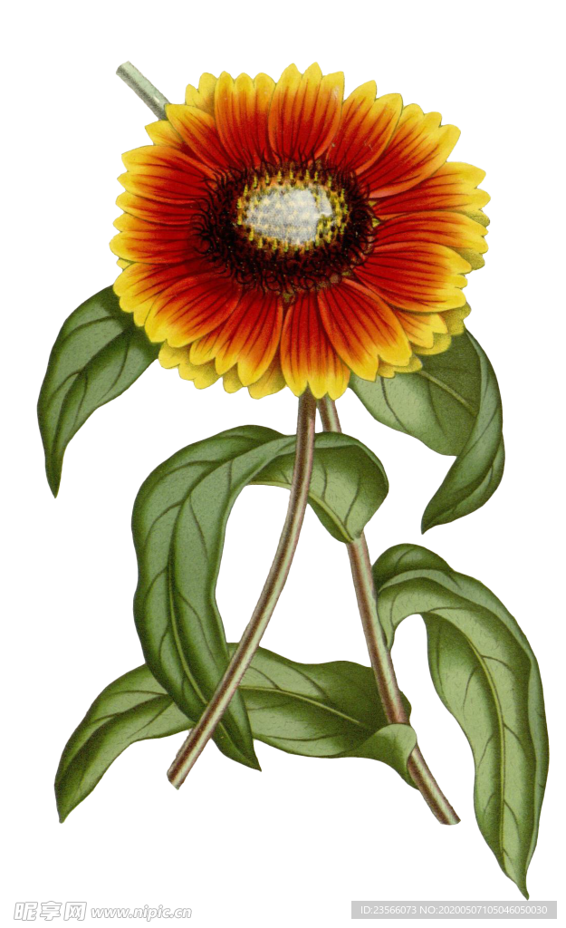 复古花朵植物图案