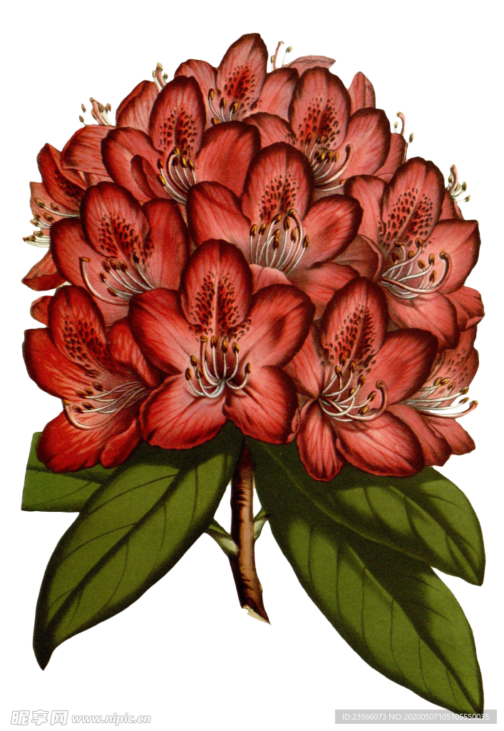 复古花朵植物图案