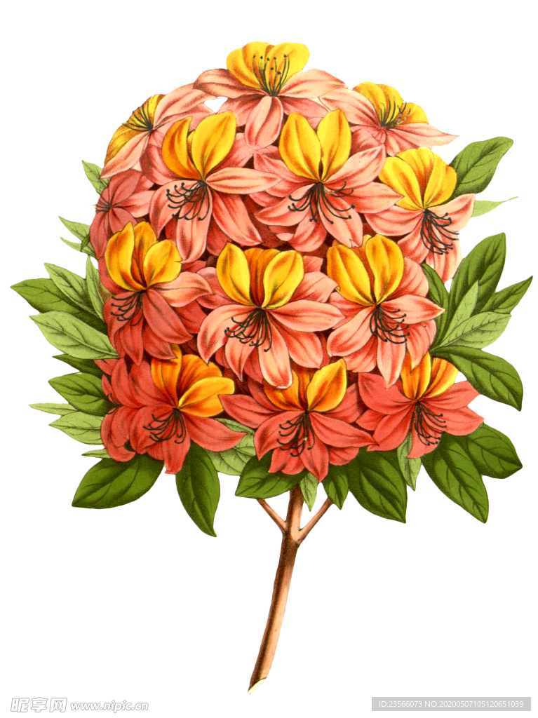 复古花朵植物图案