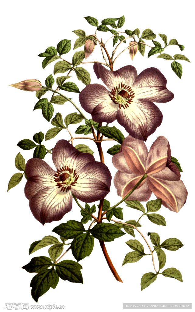 复古花朵植物图案