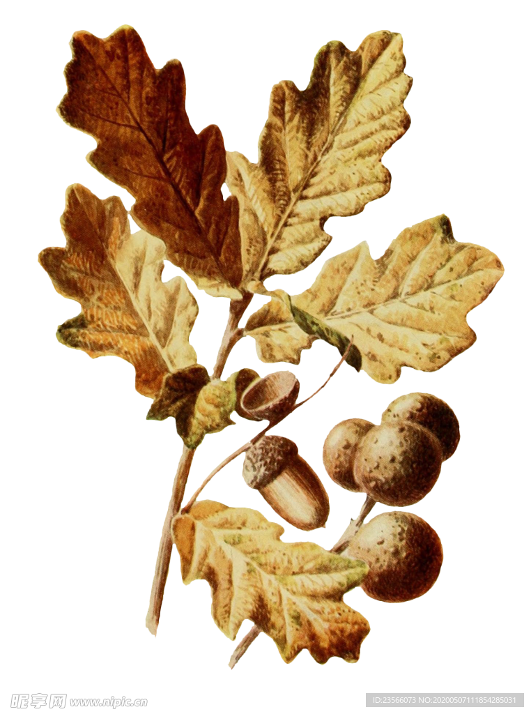 复古花朵植物图案