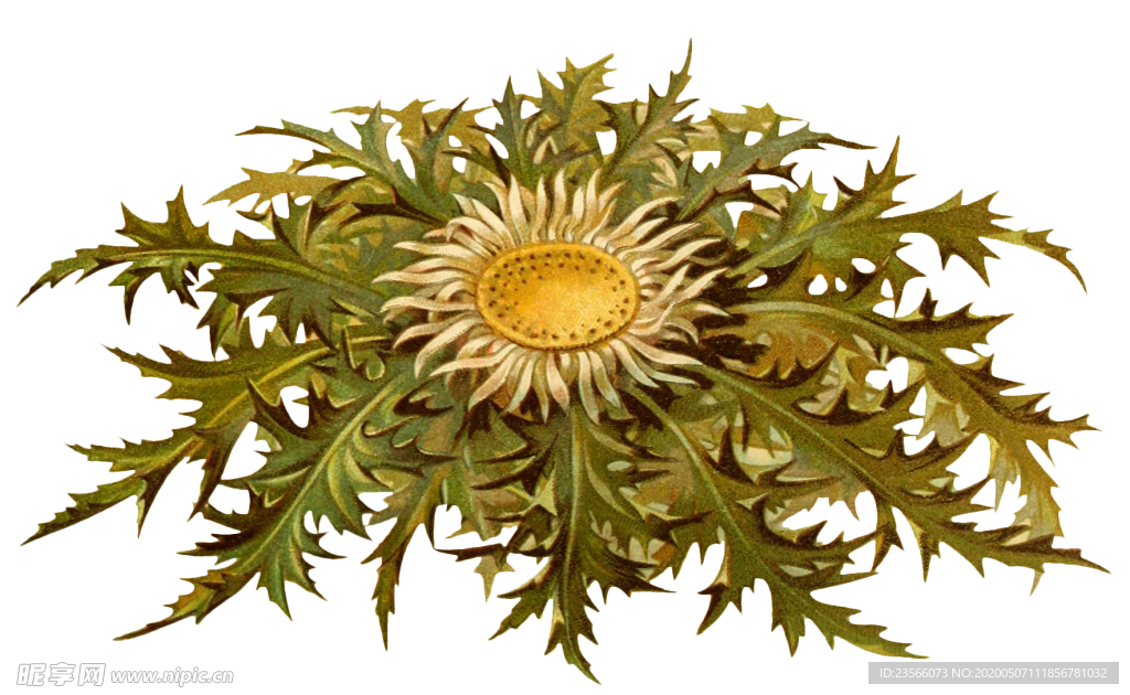 复古花朵植物图案