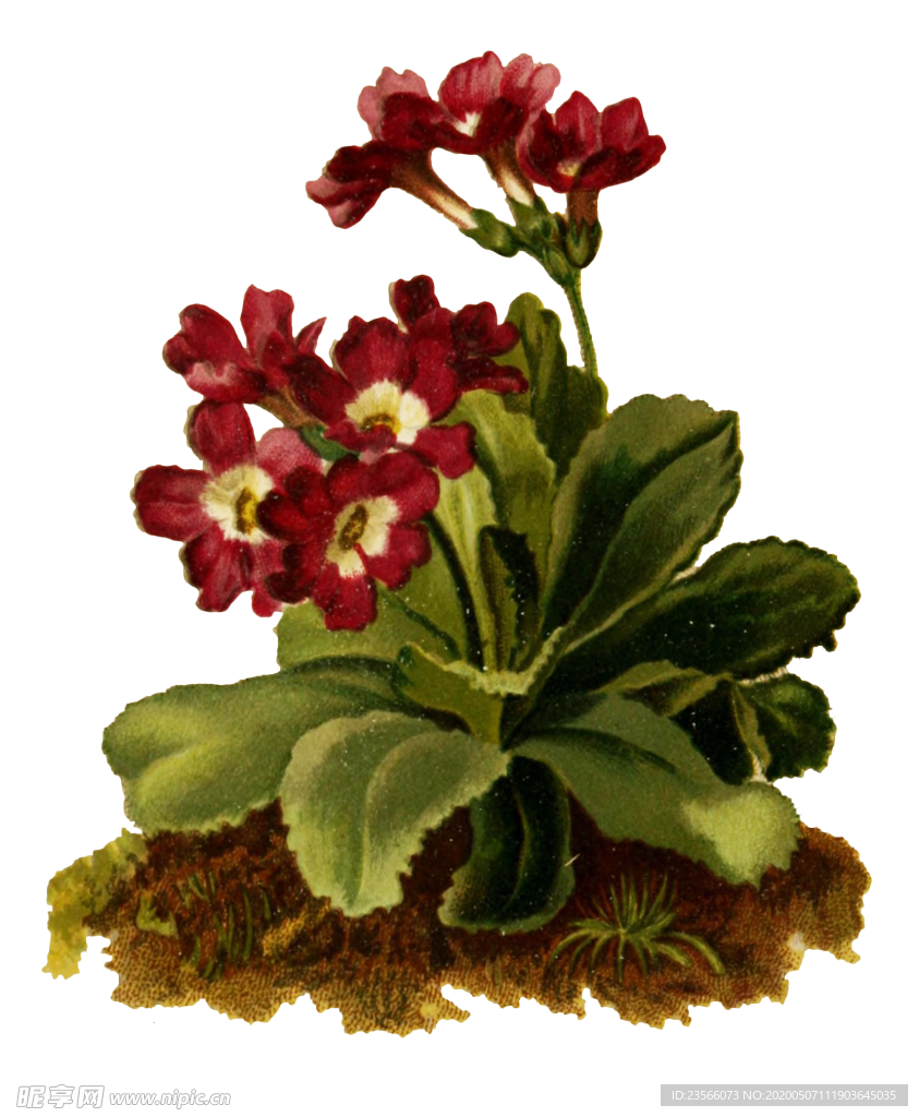 复古花朵植物图案