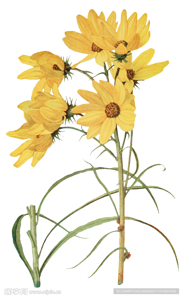 复古花朵植物图案