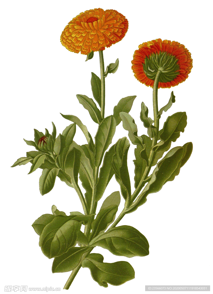 复古花朵植物图案