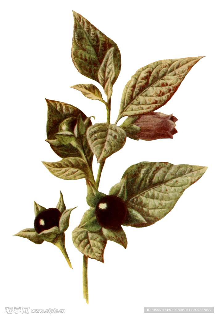 复古花朵植物图案