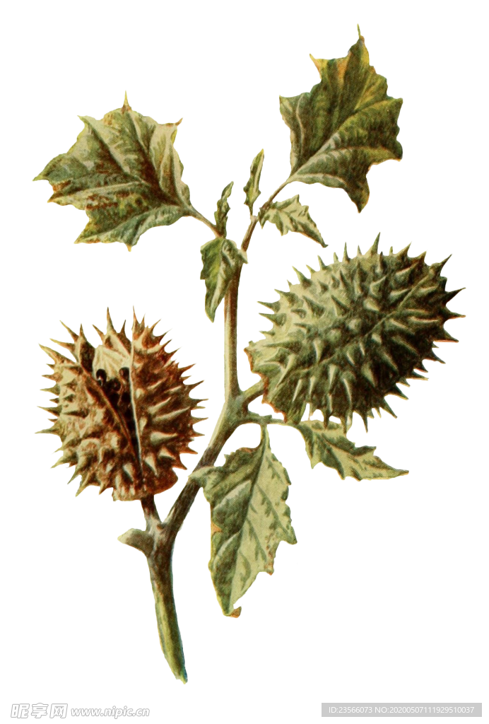 复古花朵植物图案