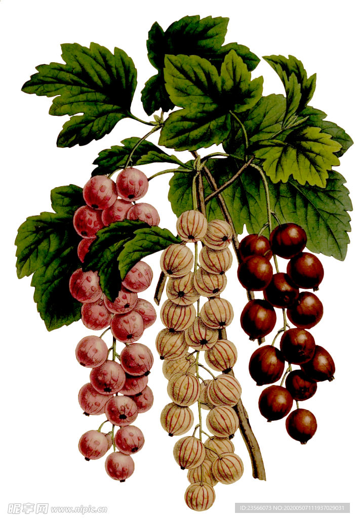 复古花朵植物图案