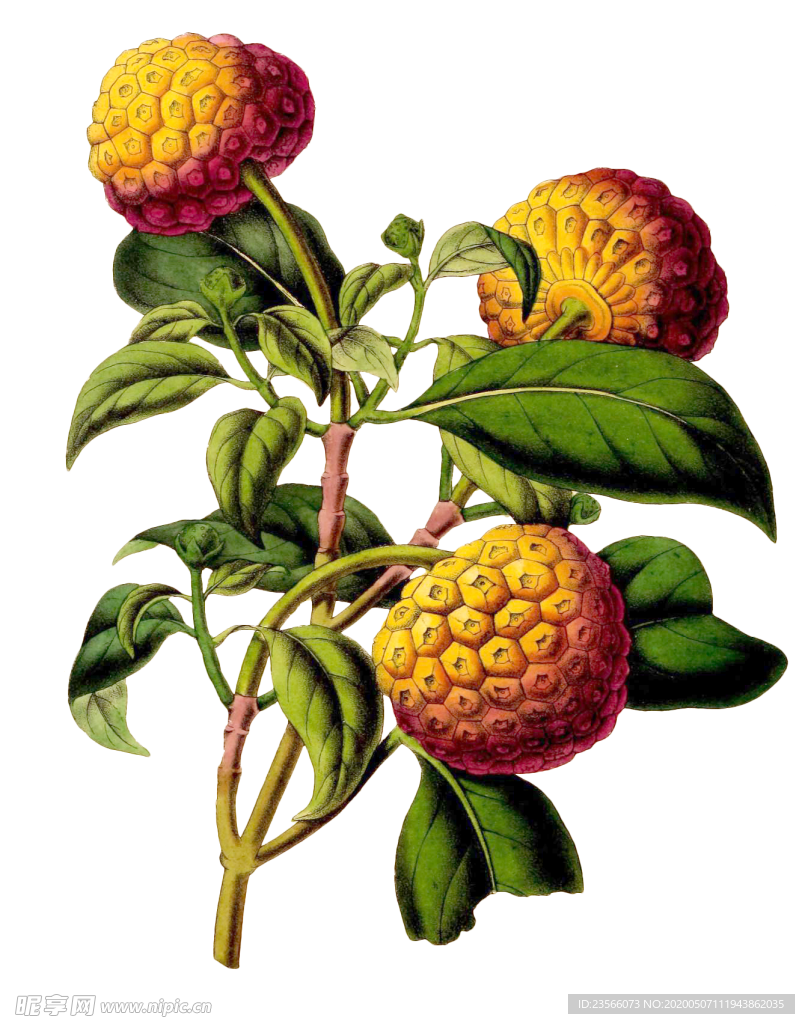 复古花朵植物图案