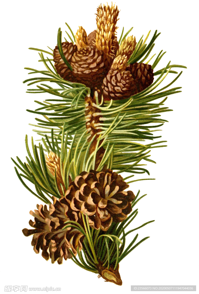 复古花朵植物图案