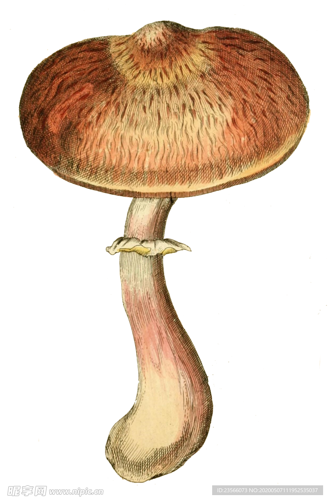 复古蘑菇植物图案