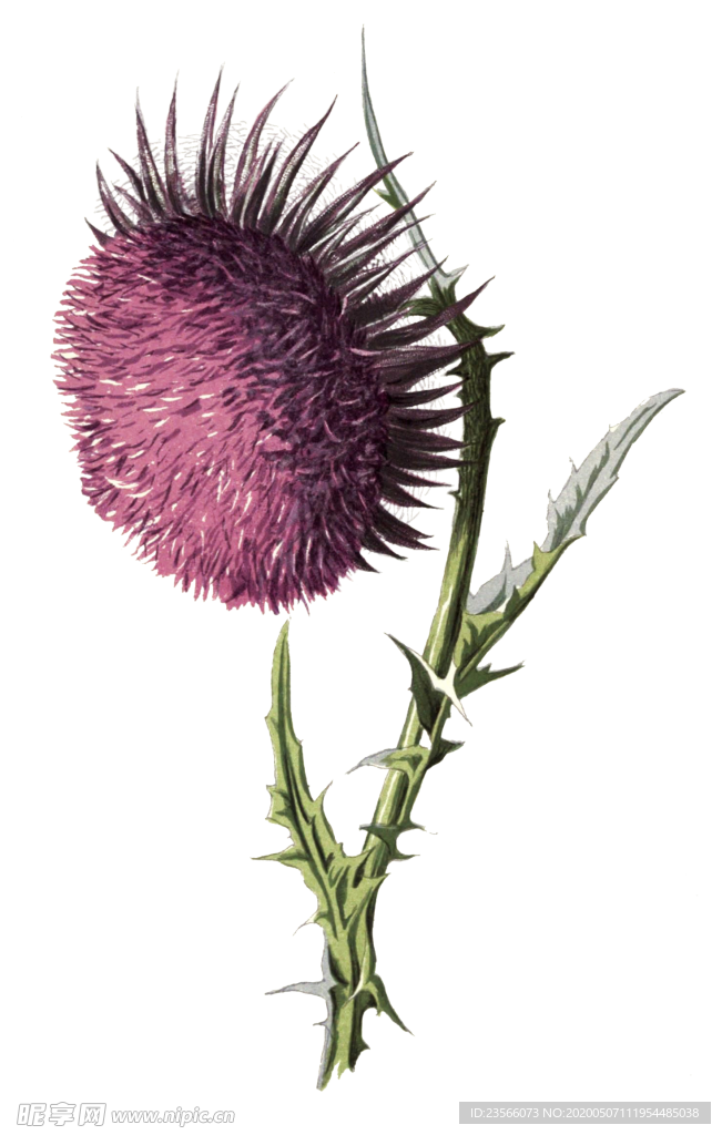 复古花朵植物图案