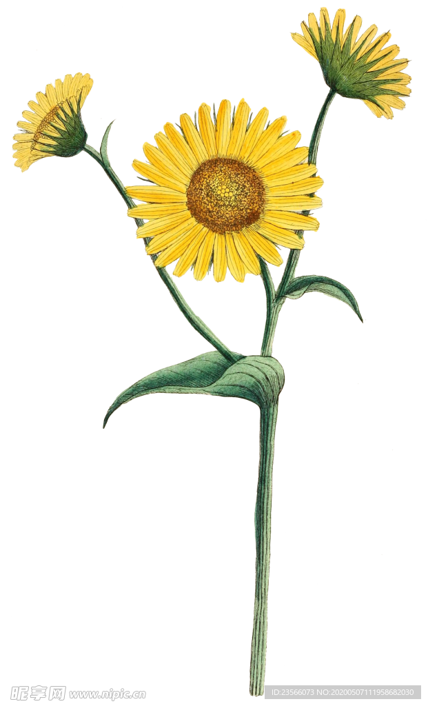 复古花朵植物图案