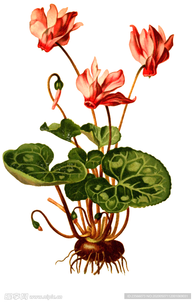 复古花朵植物图案