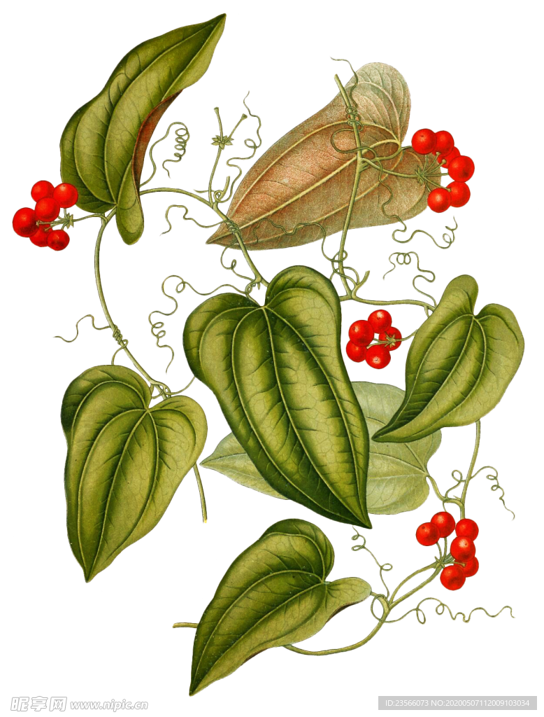 复古花朵植物图案