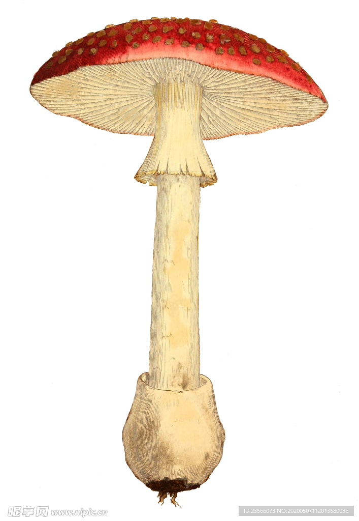 复古蘑菇植物图案