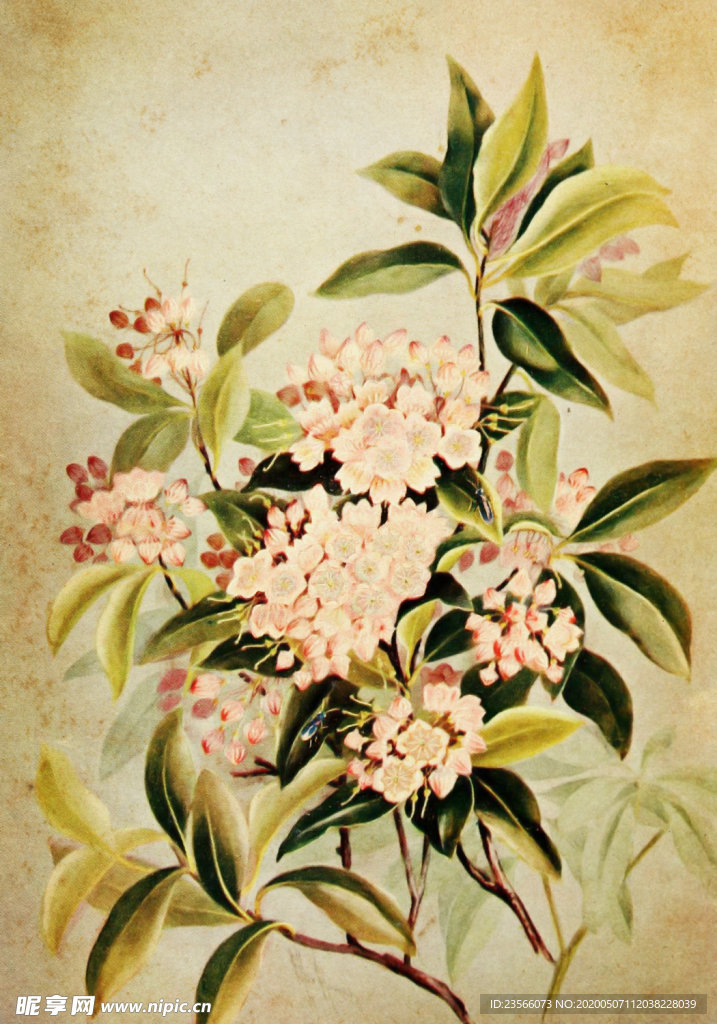 复古鲜花植物装饰画