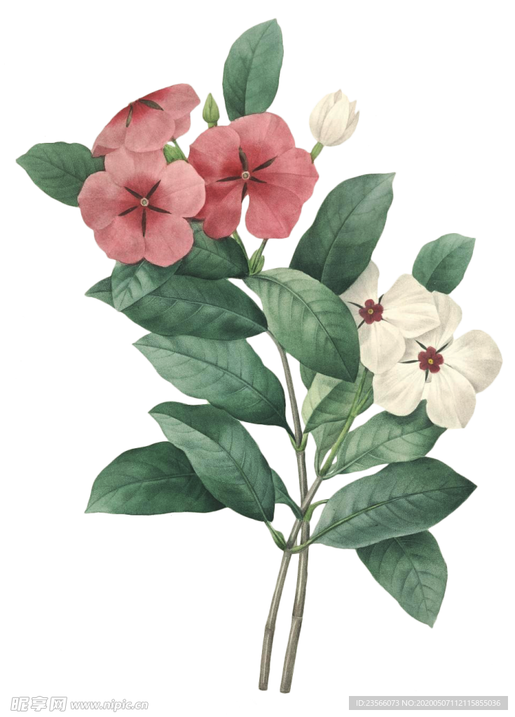 复古鲜花植物装饰图案