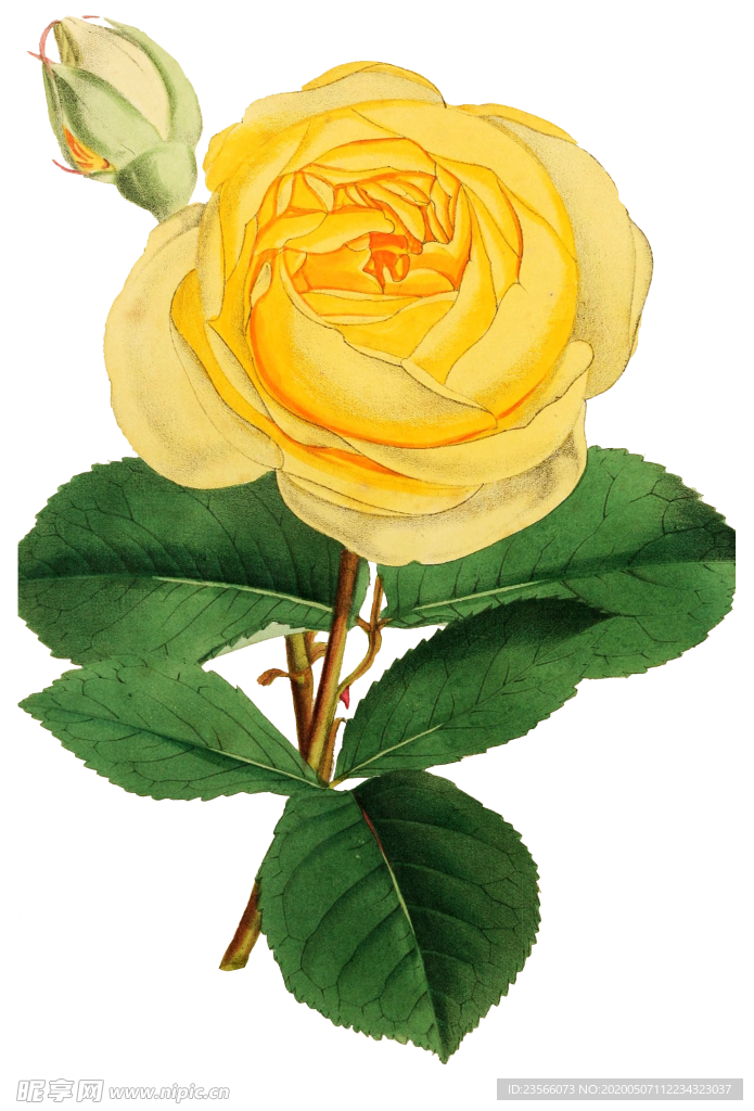 复古鲜花植物装饰图案