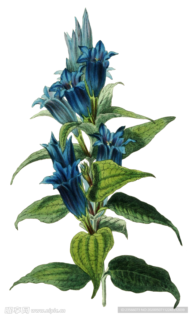 复古鲜花植物装饰图案