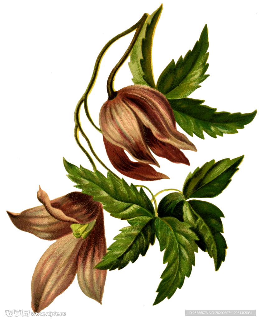 复古鲜花植物装饰图案