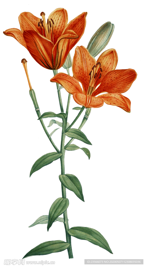 复古鲜花植物装饰图案