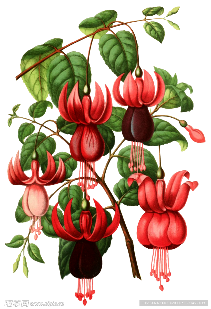 复古鲜花植物装饰图案