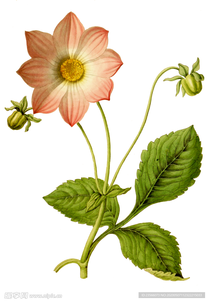 复古鲜花植物装饰图案