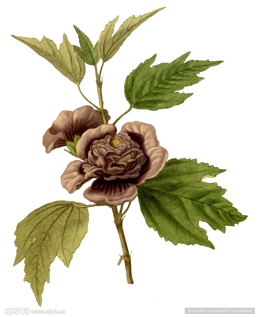 复古鲜花植物装饰图案