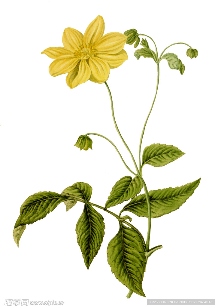 复古鲜花植物装饰图案