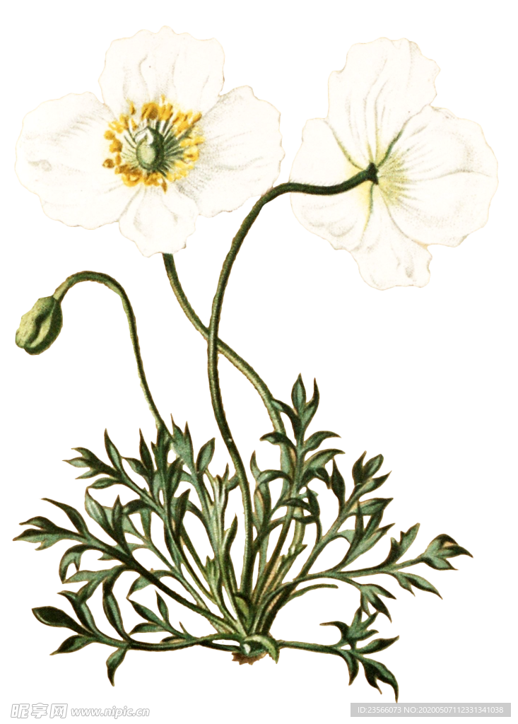 复古鲜花植物装饰图案