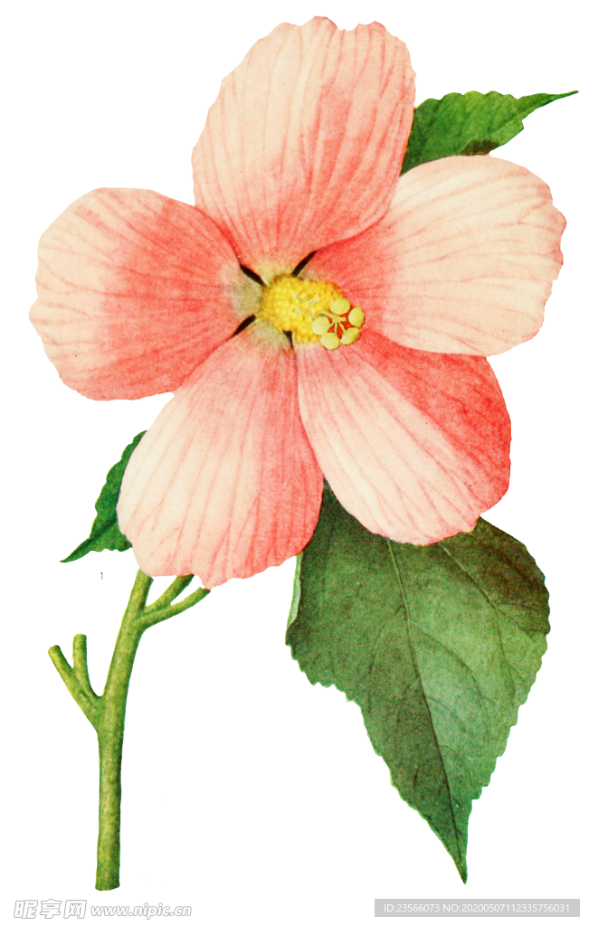 复古鲜花植物装饰图案