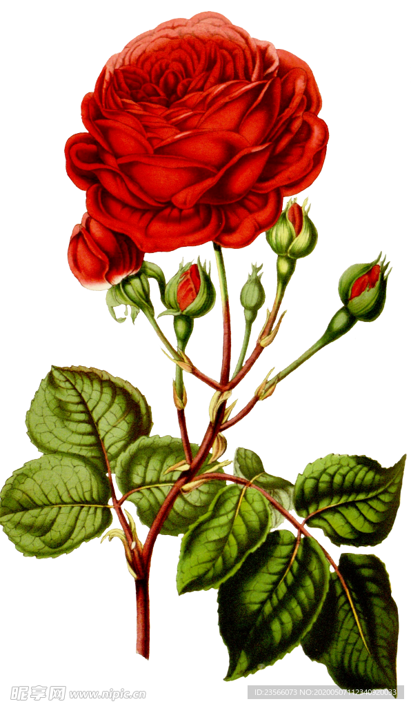 复古鲜花植物装饰图案