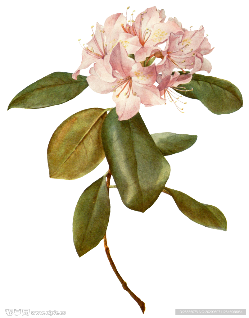 复古鲜花植物装饰图案