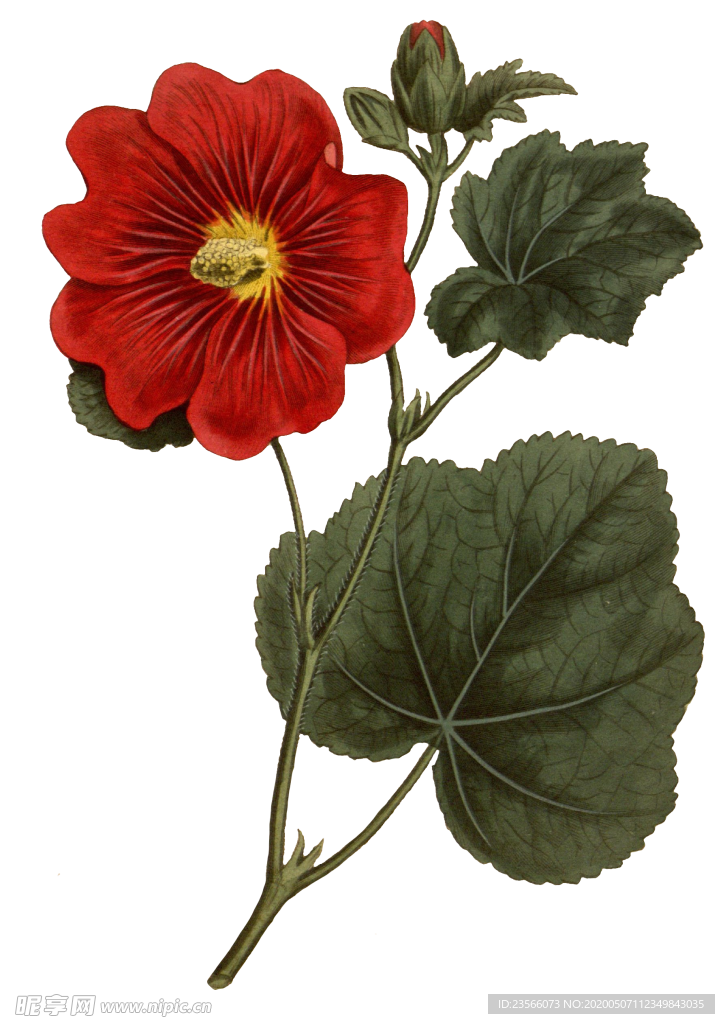 复古鲜花植物装饰图案