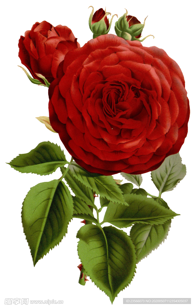 复古鲜花植物装饰图案