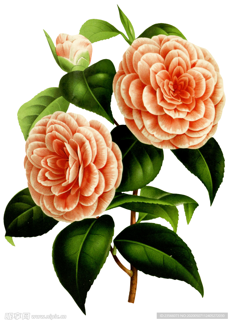 复古鲜花植物装饰图案